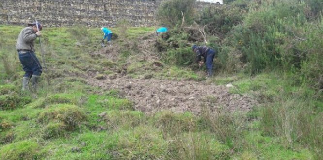 erradicación Retamo espinoso