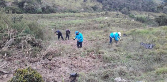 erradicación Retamo espinoso en Santa Helena