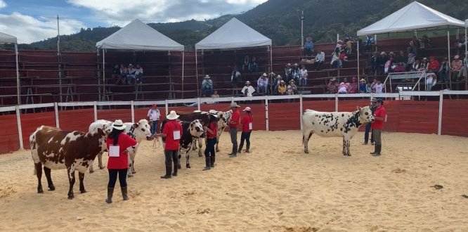La exposición bovina contó con aproximadamente 240 cabezas de ganado