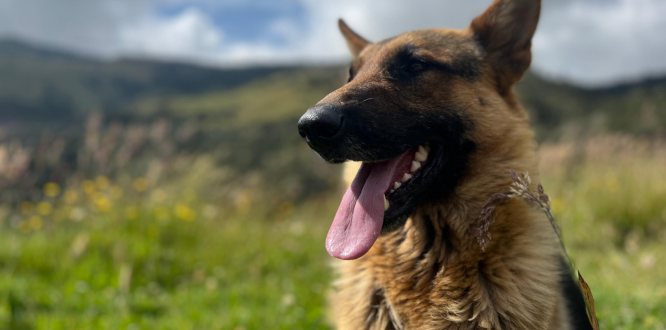 Fotografía Mascota Sumapaz