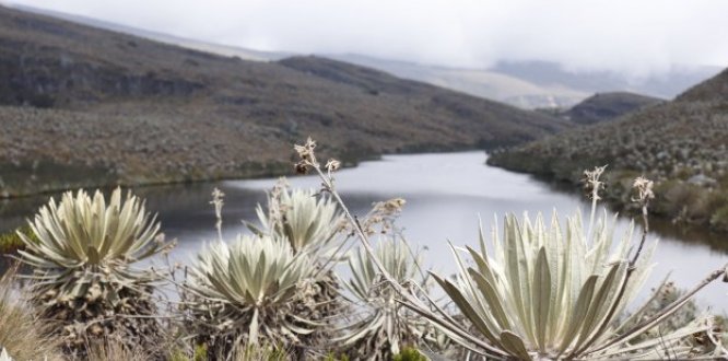 Páramo de Sumapaz, localidad 20 de Bogotá.