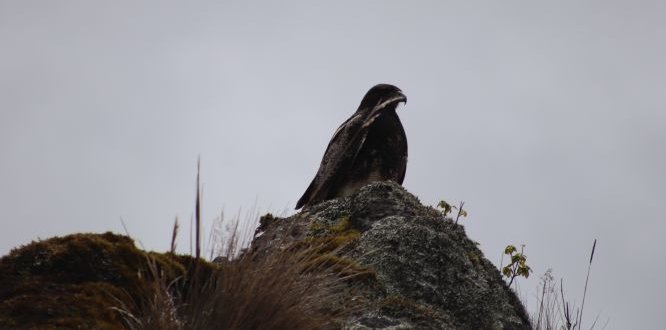 Administración solicita a transeúntes la protección del Águila del Páramo de Sumapaz