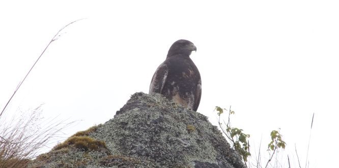 Administración solicita a transeúntes la protección del Águila del Páramo de Sumapaz