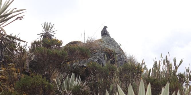 Administración solicita a transeúntes la protección del Águila del Páramo de Sumapaz