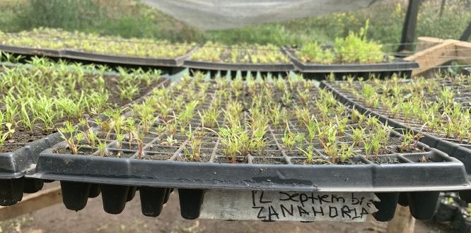 Siembra de semillas de especies nativas en el vivero