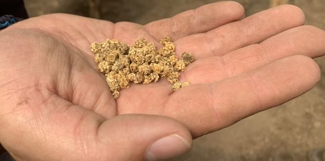 Semillas de frutas, verduras, hortalizas son plantadas en el vivero