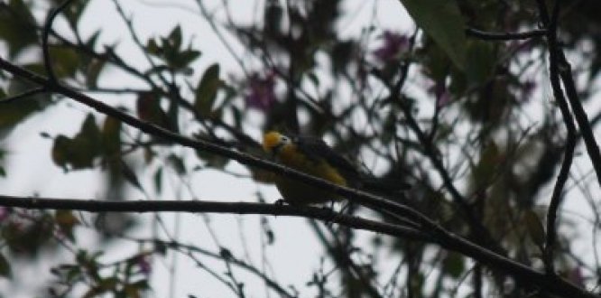 October Big Day 2019 en Sumapaz