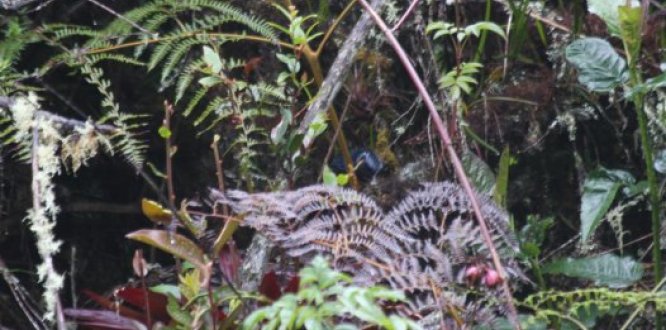 October Big Day 2019 en Sumapaz