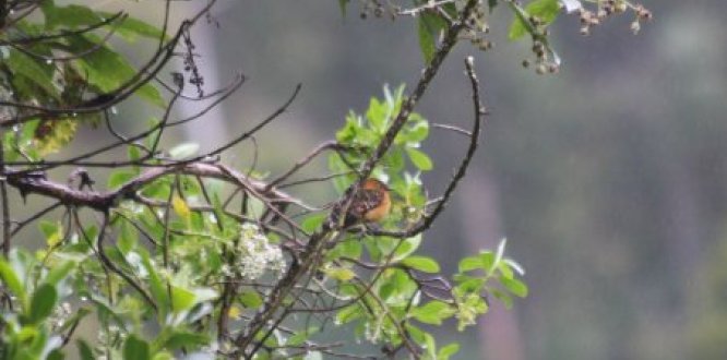 October Big Day 2019 en Sumapaz