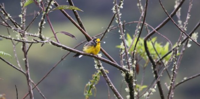 October Big Day 2019 en Sumapaz