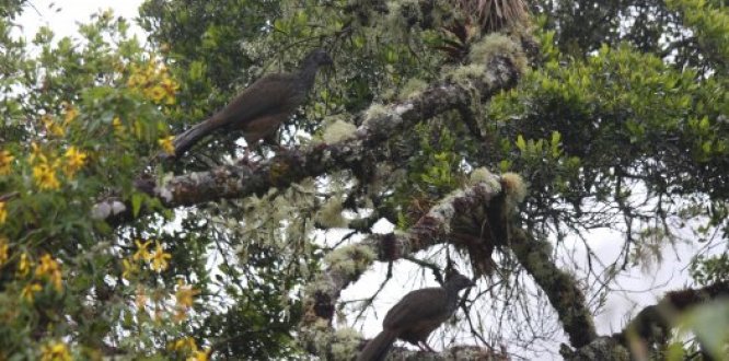 October Big Day 2019 en Sumapaz