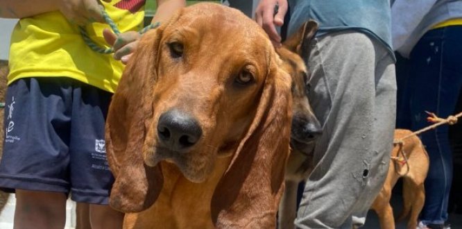 Jornada de protección y cuidado animal