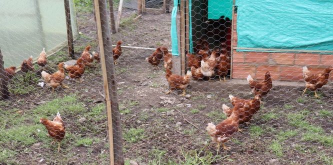 Proyecto Iniciativas Productivas en Sumapaz