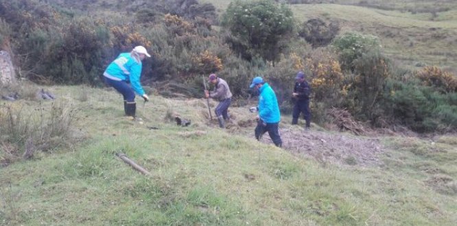 jornada de planatación de árboles