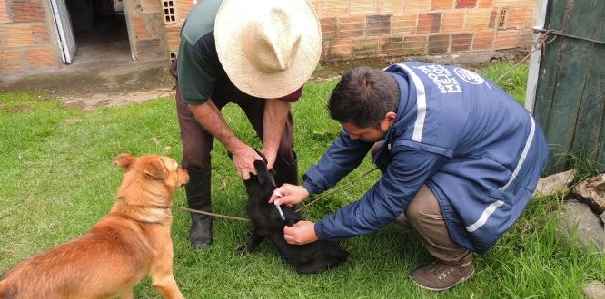 Vacunación de mascotas en las veredas Tunal Bajo y Concepción