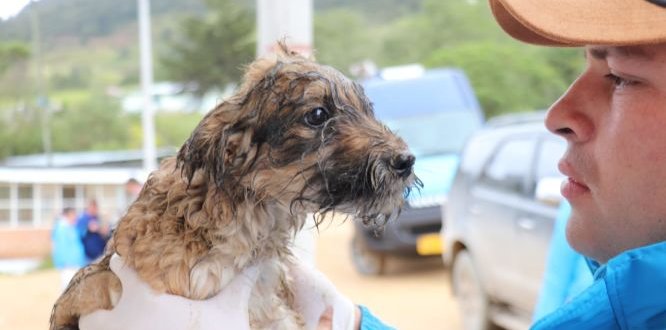 Coco siendo atendido por el veterinario de la Alcaldía Local de Sumapaz