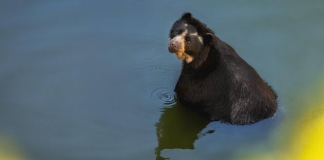 Oso Andino, también conocido como oso de anteojos, Oso Andino, también conocido como oso de anteojos,