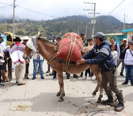 Arrieros y Arrieras sumapaceños 