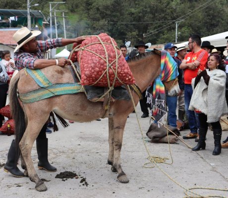 Arrieros y Arrieras sumapaceños 