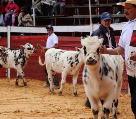 Producción de carne de bovino en Sumapaz