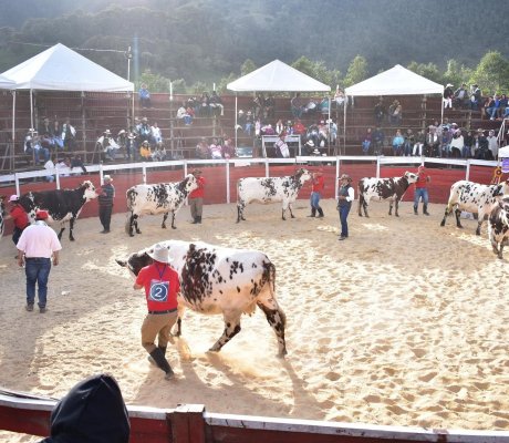 Exposición bovina en el segundo día de Feria