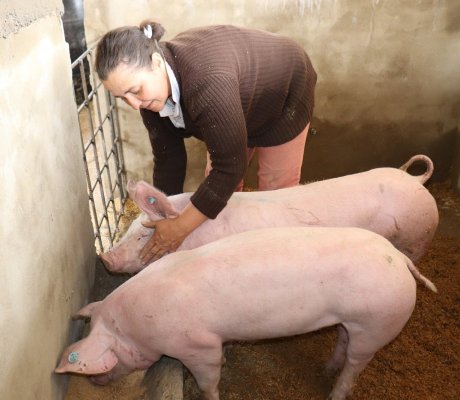 Proyecto avícola 'Gallinas Felices'