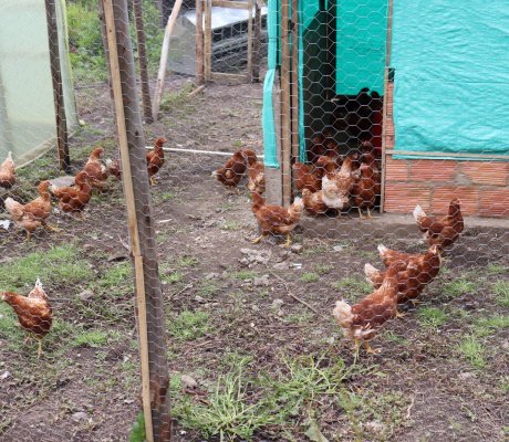 Proyecto avícola 'Gallinas Felices'