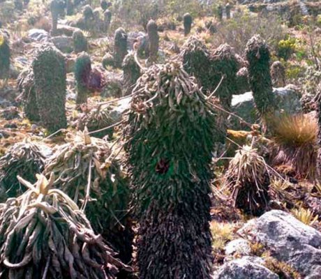 paramo de sumapaz 