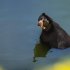 Oso Andino, también conocido como oso de anteojos,